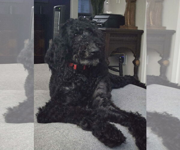 Medium Photo #5 Poodle (Standard) Puppy For Sale in Westwood, NJ, USA