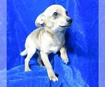 Small Photo #8 Chihuahua Puppy For Sale in GROVESPRING, MO, USA
