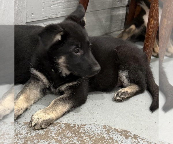 Medium Photo #41 German Shepherd Dog Puppy For Sale in BRIGHTON, CO, USA