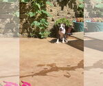 Small #2 American Pit Bull Terrier-Staffordshire Bull Terrier Mix