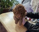 Small #1 Poodle (Miniature)