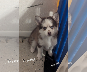 Pomsky Puppy for Sale in BLACKFOOT, Idaho USA