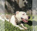 Small #6 Bulldog Mix