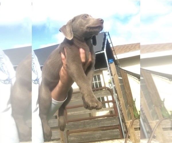 Medium Photo #3 Labrador Retriever Puppy For Sale in OCALA, FL, USA