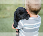Small #10 Australian Retriever