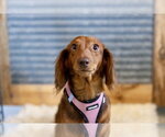 Isle - Male Dachshund Dog for Adoption - Small photo