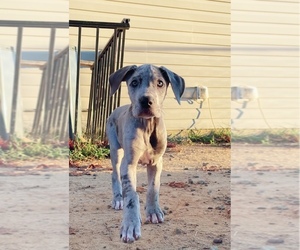 Great Dane Puppy for sale in RAEFORD, NC, USA