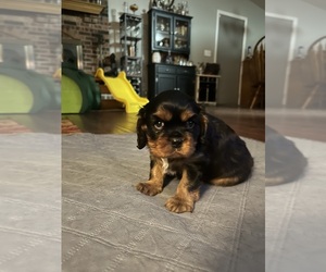 Cavalier King Charles Spaniel Puppy for sale in MOBERLY, MO, USA