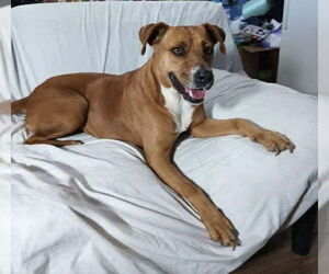 American Staffordshire Terrier-Labrador Retriever Mix Dogs for adoption in Benton, PA, USA
