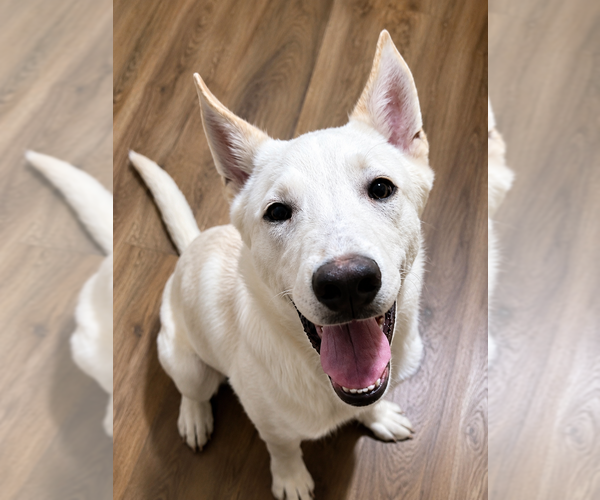 Medium Photo #4 Alaskan Husky-German Shepherd Dog Mix Puppy For Sale in TUCSON, AZ, USA