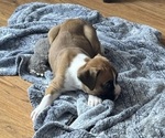 Puppy Spot Boxer