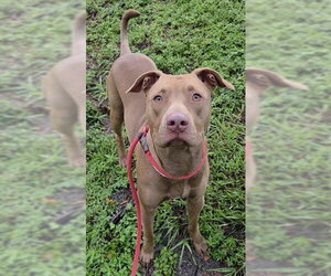 American Staffordshire Terrier Dogs for adoption in Fort Lauderdale, FL, USA