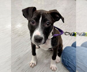 American Pit Bull Terrier-Labrador Retriever Mix Dogs for adoption in GILBERTS, IL, USA