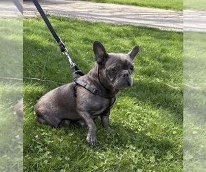 Mother of the French Bulldog puppies born on 02/20/2026