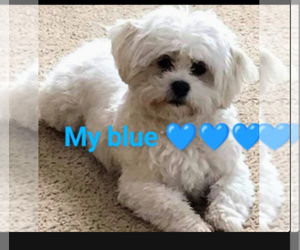 Father of the Malchi puppies born on 01/13/2026