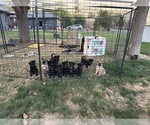 Litter of 9 - Male(s) and Female(s) ShollieLitter of Puppies for Sale - Photo #6