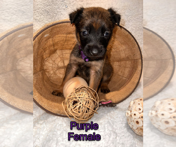 Medium Photo #6 Belgian Malinois Puppy For Sale in HOUSTON, TX, USA