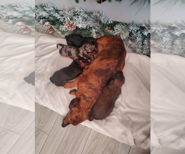 Medium Photo #1 Dachshund Puppy For Sale in MYSTIC, IA, USA