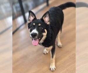 Siberian Husky-Unknown Mix Dogs for adoption in Holly Springs, NC, USA