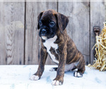 Small #3 Boxer