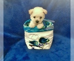 Small Photo #11 Poodle (Toy) Puppy For Sale in SAFFORD, AZ, USA