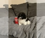 Small Photo #15 Pomeranian Puppy For Sale in BAKERSFIELD, CA, USA
