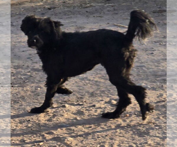 Medium Photo #3 Maltipoo Puppy For Sale in Peralta, NM, USA