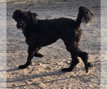 Small #2 Maltipoo