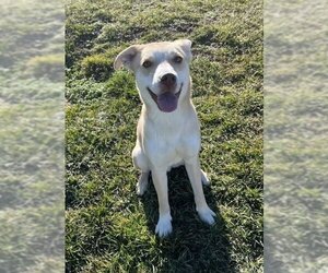 Bulldog-Huskies  Mix Dogs for adoption in Stephens City, VA, USA