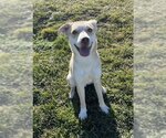 Small Photo #1 Bulldog-Huskies  Mix Puppy For Sale in Stephens City, VA, USA