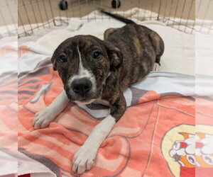 Mutt Dogs for adoption in Plano, TX, USA