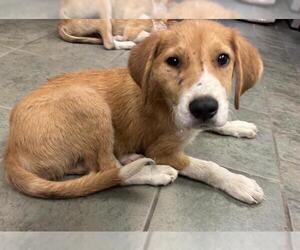 Mutt Dogs for adoption in San Antonio, TX, USA