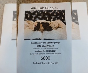 Labrador Retriever Puppy for sale in BAY CITY, MI, USA