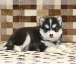 Small #1 Pomsky