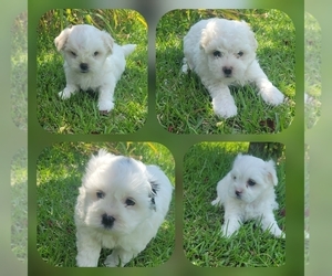Maltipoo Puppy for sale in GODWIN, NC, USA