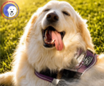 Small #8 Great Pyrenees