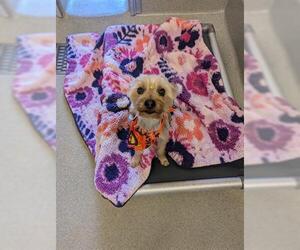 Mutt Dogs for adoption in San Martin, CA, USA