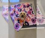 DUSTY - Male Mutt Dog for Adoption - Small photo