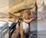 Small Photo #3 Boston Terrier-Boxer Mix Puppy For Sale in phoenix, AZ, USA
