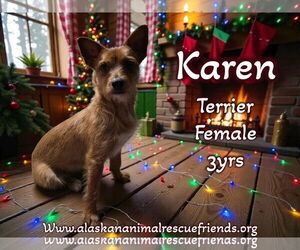 Mutt Dogs for adoption in Anchorage, AK, USA