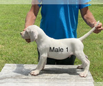 Small Dogo Argentino