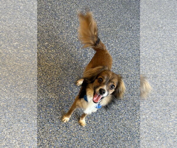 Medium Photo #3 Papillon-Unknown Mix Puppy For Sale in Phoenix, AZ, USA