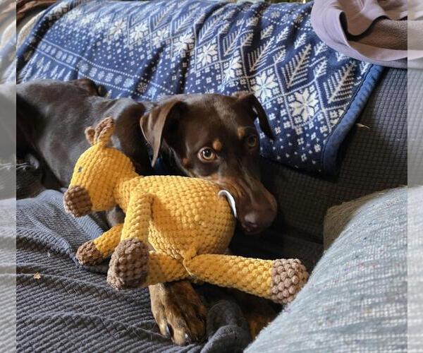 Medium Photo #5 Doberman Pinscher-Unknown Mix Puppy For Sale in Minneaoplis, MN, USA