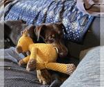 Small #4 Doberman Pinscher Mix
