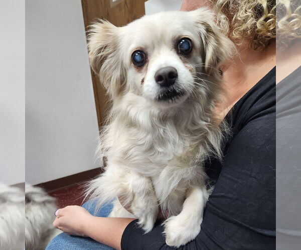 Medium Photo #9 Pekingese-Unknown Mix Puppy For Sale in Fargo, ND, USA