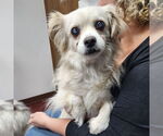 Small #8 Pekingese Mix