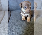 Small Photo #13 Chiweenie Puppy For Sale in CAMANO ISLAND, WA, USA