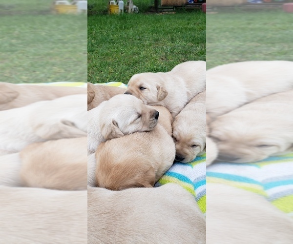 Medium Photo #28 Labrador Retriever Puppy For Sale in OLYMPIA, WA, USA