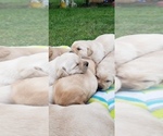 Small Photo #28 Labrador Retriever Puppy For Sale in OLYMPIA, WA, USA