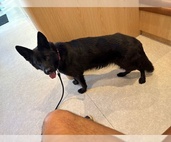 Medium Photo #1 German Shepherd Dog Puppy For Sale in Plantation, FL, USA